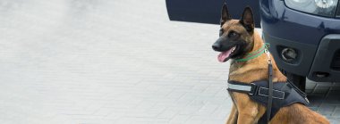 Malinois Belçikalı çoban köpeği sınırı koruyor. Sınır askerleri, köpeğin ihlalleri tespit edebilme yeteneğini gösteriyor..