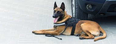 Malinois Belçikalı çoban köpeği sınırı koruyor. Sınır askerleri, köpeğin ihlalleri tespit edebilme yeteneğini gösteriyor..
