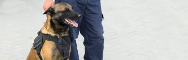 Malinois Belçikalı çoban köpeği sınırı koruyor. Sınır askerleri, köpeğin ihlalleri tespit edebilme yeteneğini gösteriyor..