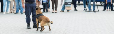 Malinois Belçikalı çoban köpeği sınırı koruyor. Sınır askerleri, köpeğin ihlalleri tespit edebilme yeteneğini gösteriyor..