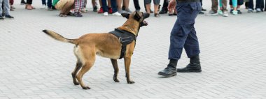 Malinois Belçikalı çoban köpeği sınırı koruyor. Sınır askerleri, köpeğin ihlalleri tespit edebilme yeteneğini gösteriyor..