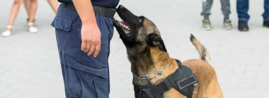 Malinois Belçikalı çoban köpeği sınırı koruyor. Sınır askerleri, köpeğin ihlalleri tespit edebilme yeteneğini gösteriyor..