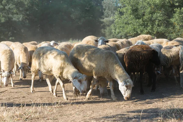 Ovejas Cabras Pastan Sobre Hierba Verde Primavera —  Fotos de Stock