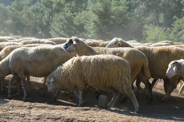 Ovejas Cabras Pastan Sobre Hierba Verde Primavera —  Fotos de Stock