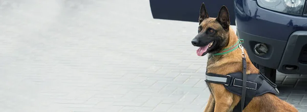 Malinois Belgischer Hirte Bewachen Die Grenze Die Grenztruppen Demonstrieren Die — Stockfoto