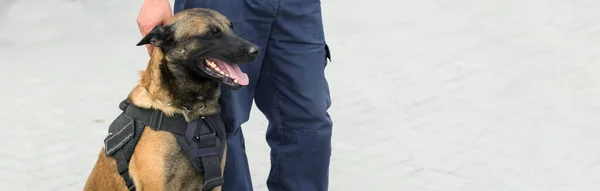 Malinois belgian shepherd guard the border. The border troops demonstrate the dog's ability to detect violations.