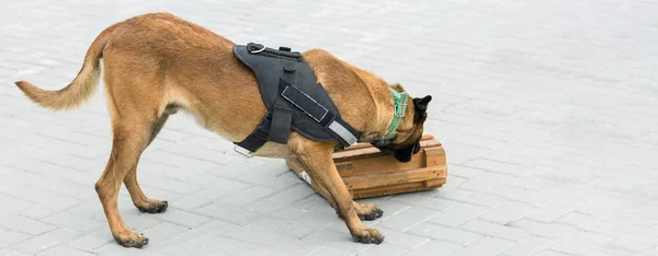 Malinois Belgian Pásztor Őrzi Határt Határőrök Bizonyítják Hogy Kutya Képes — Stock Fotó