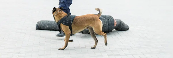 Malinois Belgian Shepherd Guard Border Border Troops Demonstrate Dog Ability — Stock Photo, Image