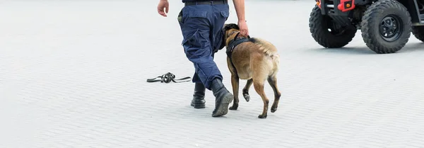 Malinois Belgian Pásztor Őrzi Határt Határőrök Bizonyítják Hogy Kutya Képes — Stock Fotó