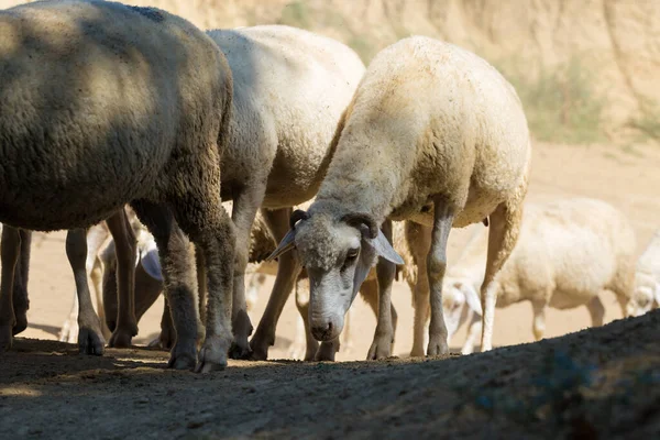 Les Moutons Les Chèvres Pâturent Sur Herbe Verte Printemps — Photo