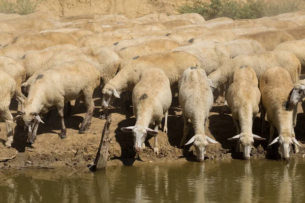 Ovejas Cabras Pastan Sobre Hierba Verde Primavera — Foto de Stock