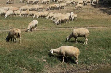 Koyunlar ve keçiler baharda yeşil çimlerde otlar.