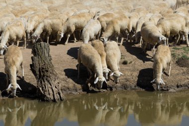 Koyunlar ve keçiler baharda yeşil çimlerde otlar.