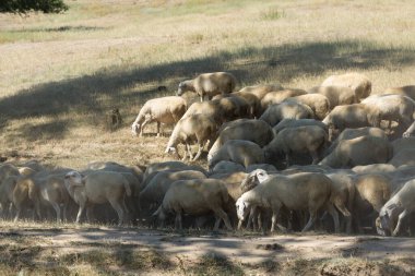 Koyunlar ve keçiler baharda yeşil çimlerde otlar.