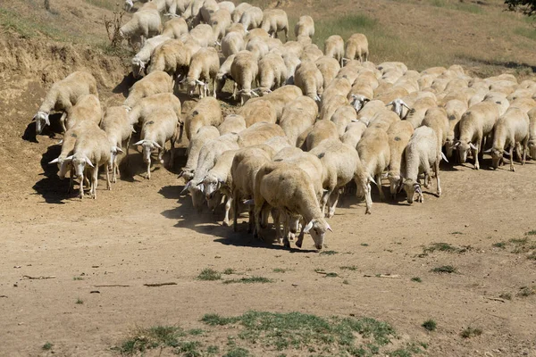 Ovejas Cabras Pastan Sobre Hierba Verde Primavera —  Fotos de Stock