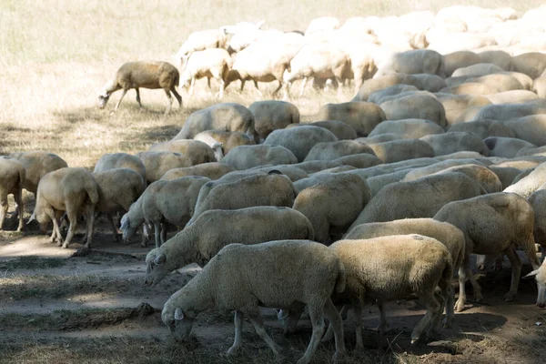 Wiosną Owce Kozy Pasą Się Zielonej Trawie — Zdjęcie stockowe