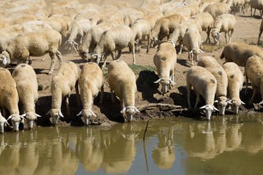 Gölün kıyısında koyun içme suyu. Avrupa 'nın otlakları.