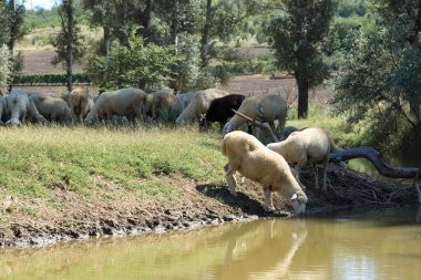 Gölün kıyısında koyun içme suyu. Avrupa 'nın otlakları.