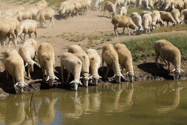 Gölün kıyısında koyun içme suyu. Avrupa 'nın otlakları.