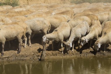 Gölün kıyısında koyun içme suyu. Avrupa 'nın otlakları.