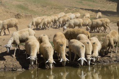 Gölün kıyısında koyun içme suyu. Avrupa 'nın otlakları.