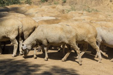 Koyunlar ve keçiler baharda yeşil çimlerde otlar.