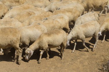 Koyunlar ve keçiler baharda yeşil çimlerde otlar.