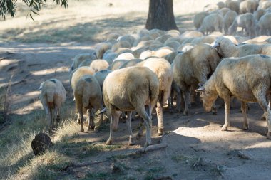 Koyunlar ve keçiler baharda yeşil çimlerde otlar.