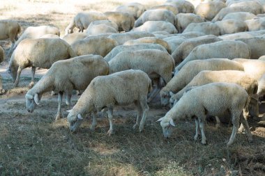 Koyunlar ve keçiler baharda yeşil çimlerde otlar.