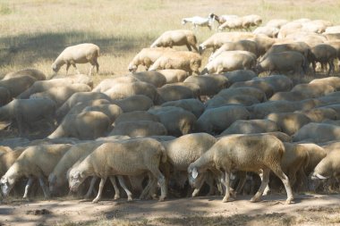 Koyunlar ve keçiler baharda yeşil çimlerde otlar.