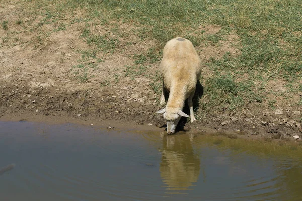 羊は湖の岸に水を飲む ヨーロッパの牧草地 — ストック写真