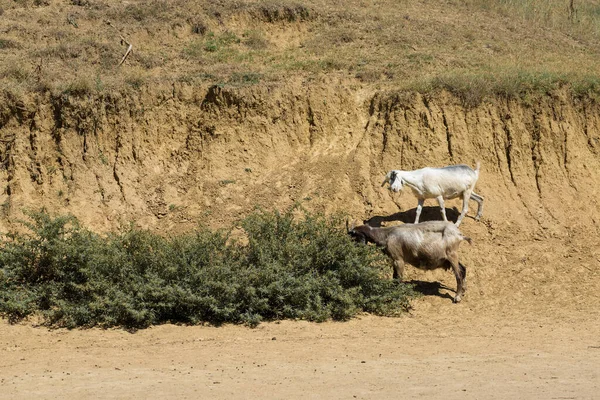 Ovejas Cabras Pastan Sobre Hierba Verde Primavera — Foto de Stock