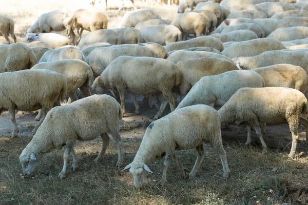 Wiosną Owce Kozy Pasą Się Zielonej Trawie — Zdjęcie stockowe