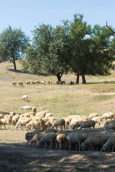 Sheep Goats Graze Green Grass Spring — Stock Photo, Image
