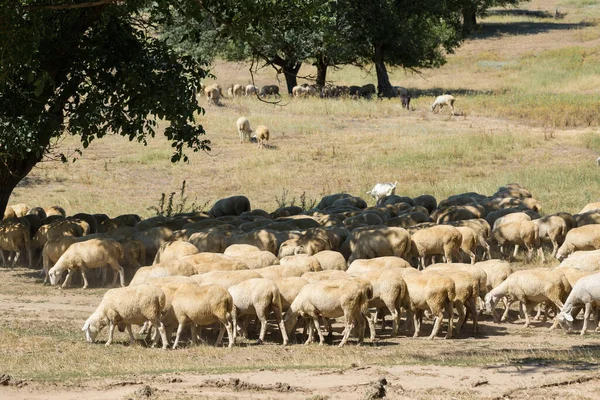 Sheep and goats graze on green grass in spring