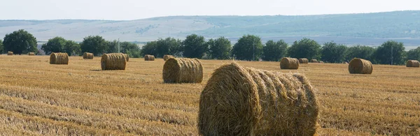 Campo Após Colheita Pela Manhã Grandes Fardos Feno Campo Trigo — Fotografia de Stock