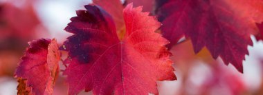 Kırmızı yapraklı sonbahar üzümleri, günbatımındaki sarmaşık kırmızımsı sarıdır.