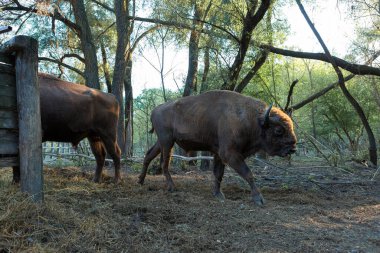 Avrupa bizonu - Moldova rezervinde Bizon bonasusu.