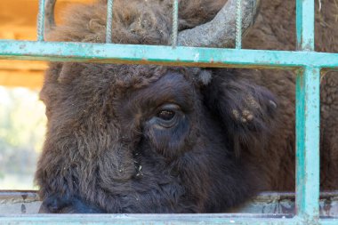 Avrupa bizonu - Moldova rezervinde Bizon bonasusu.