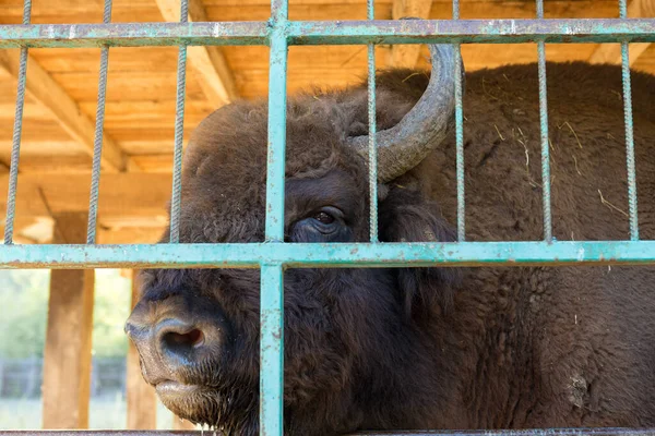 Avrupa bizonu - Moldova rezervinde Bizon bonasusu.