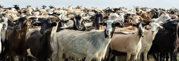 Kozy Jedí Trávu Pastvinách Farmě — Stock fotografie