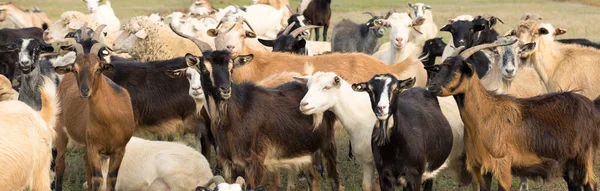 Chèvres Mangeant Herbe Dans Pâturage Ferme — Photo