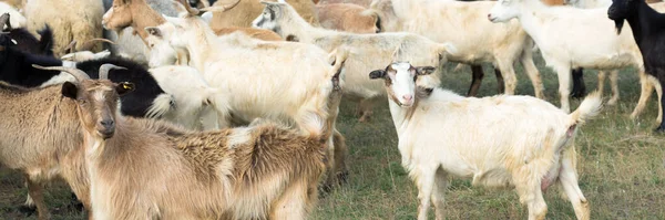 Cabras Comendo Grama Pasto Fazenda — Fotografia de Stock