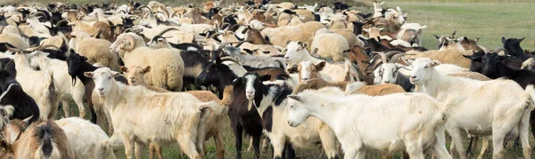 牧場の牧草地で草を食べるヤギ — ストック写真