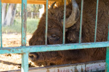 Avrupa bizonu - Moldova rezervinde Bizon bonasusu.