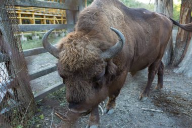 Avrupa bizonu - Moldova rezervinde Bizon bonasusu.