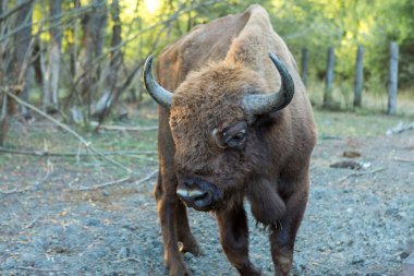 Avrupa bizonu - Moldova rezervinde Bizon bonasusu.