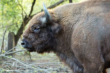 Avrupa bizonu - Moldova rezervinde Bizon bonasusu.