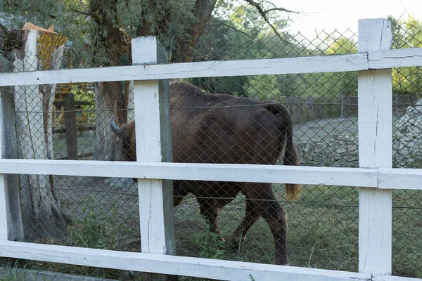 Ευρωπαϊκός Βίσωνας Bison Bonasus Στο Απόθεμα Της Μολδαβίας — Φωτογραφία Αρχείου