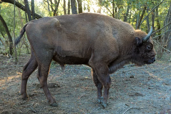 European bison - Bison bonasus in the Moldavian reserve.